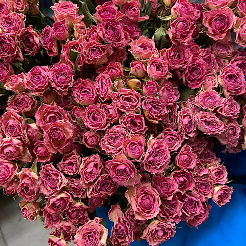 Dried Pink Spray Rose 