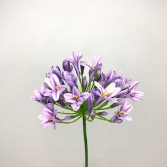 Lilac Agapanthus 75cm