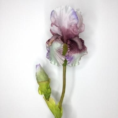 Mauve Bearded Iris 76cm