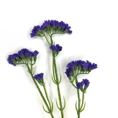 Purple Statice 61cm