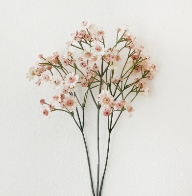 Pink Cottage Daisy 70cm