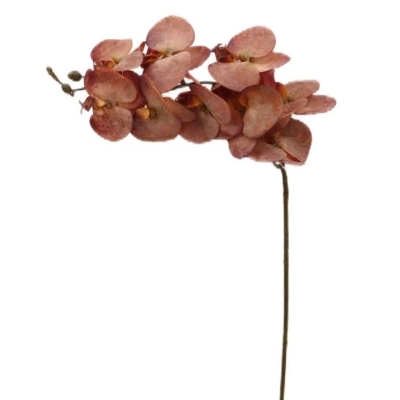 Autumn Phalaenopsis Orchid 102cm