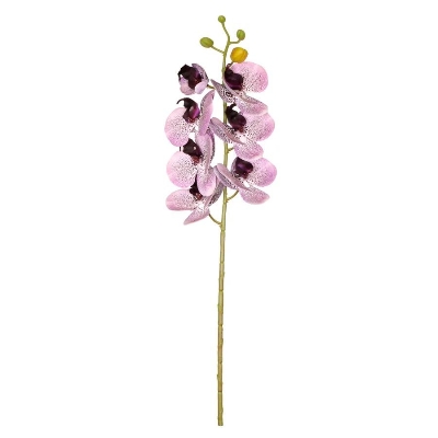 Inkberry Phalaenopsis Orchid 72cm