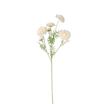 Cream Melody Spray 60cm