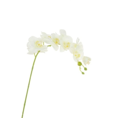 Ivory Phalaenopsis Orchid 98cm