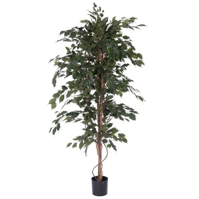 Ficus Exotica 150cm
