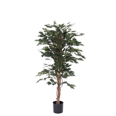 Ficus Exotica 120cm