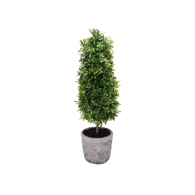 Buxus In Pot 76cm