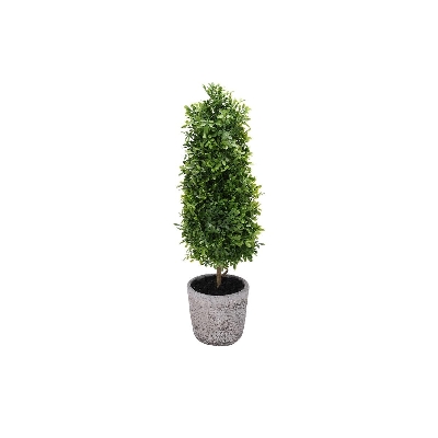 Buxus In Pot 56cm