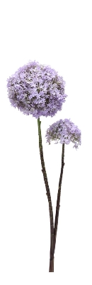 Allium Stem 81cm