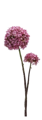 Allium Stem 81cm