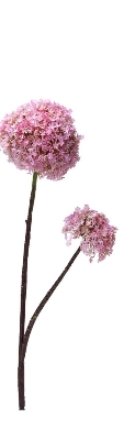 Allium Stem 81cm