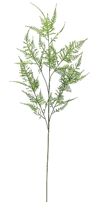 Green Asparagus Stem 107cm