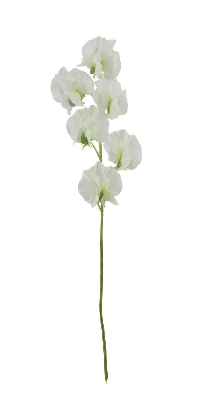 White Sweetpea Spray 42cm
