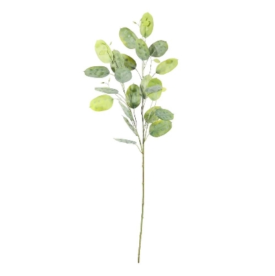 Honesty Green 73cm