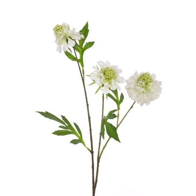 White Scabious 62cm