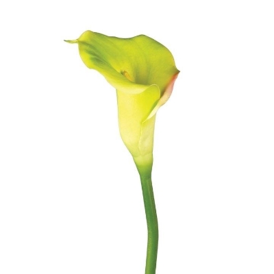 Green Calla 68cm