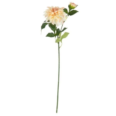 Champagne Orlando Dahlia 60cm