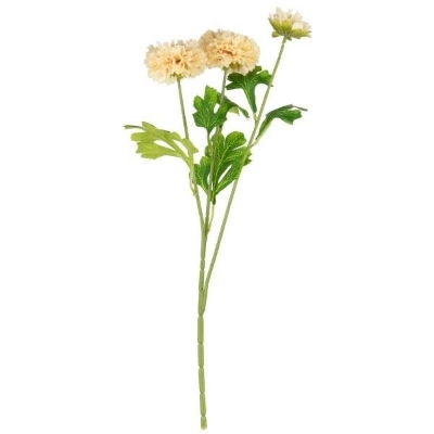 Champagne Aster 48cm