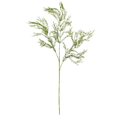 Wild Asparagus Spray 90cm