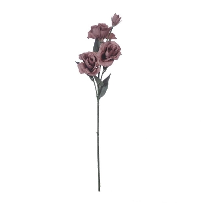 Cappuccino Lisianthus 70cm