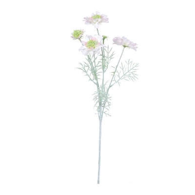 Pale Pink Scabious 60cm