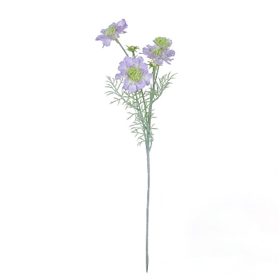 Lilac Scabious 60cm