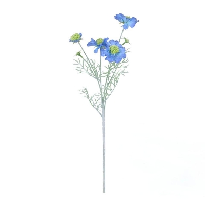 Blue Scabious 60cm