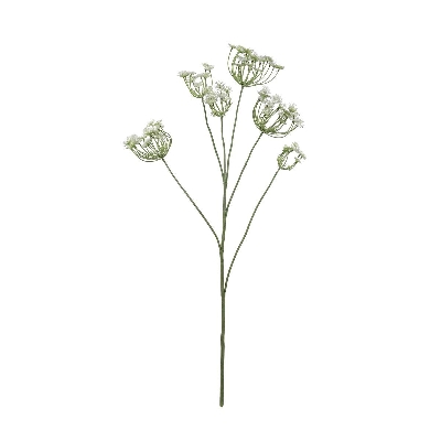 White Fennel 98cm