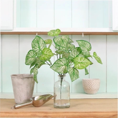 White & Green Hypoestes Bunch