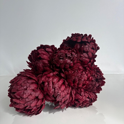 Burgundy Large Bloom Bush 40cm