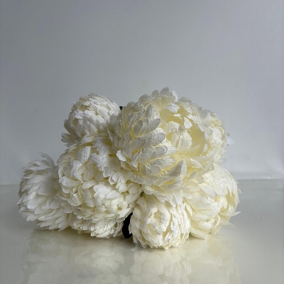 White Large Bloom Bush 40cm