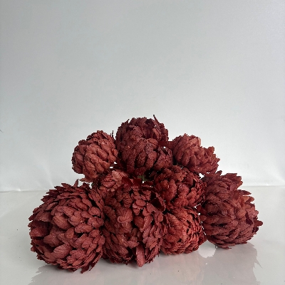 Orange Large Bloom Bush 40cm