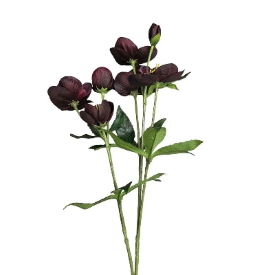 Burgundy Helleborus 70cm