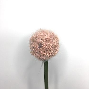 Pink Romance Allium 57cm