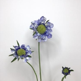 Scabious