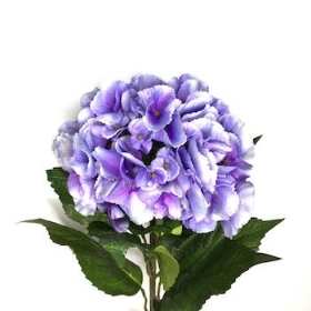 Hydrangea