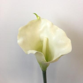 Calla Lily