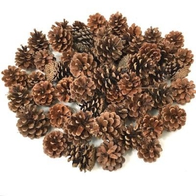 Pine Cones