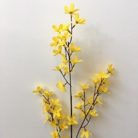 Forsythia