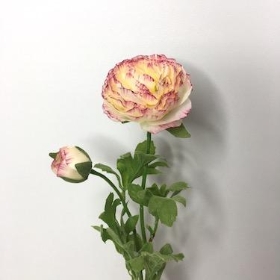 Ranunculus