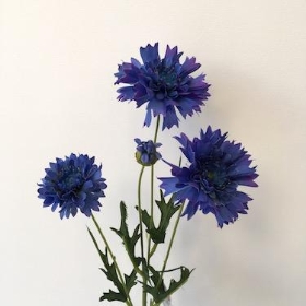 Cornflower