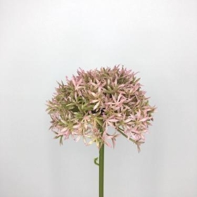 Allium