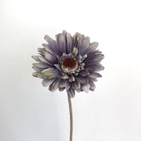 Gerbera