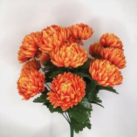 Chrysanthemum