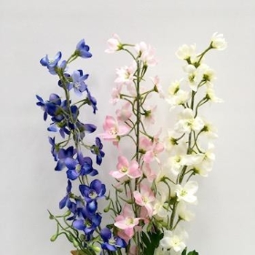 Delphinium