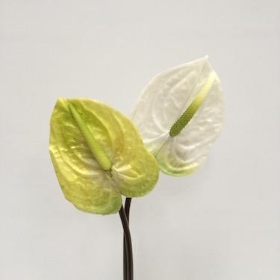 Anthurium