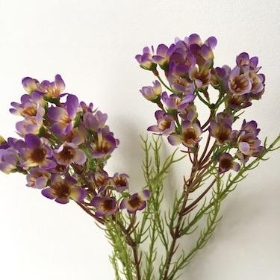 Waxflower