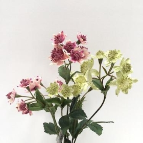 Astrantia