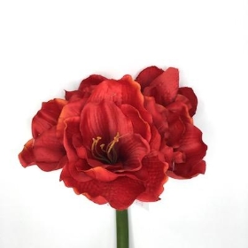 Amaryllis